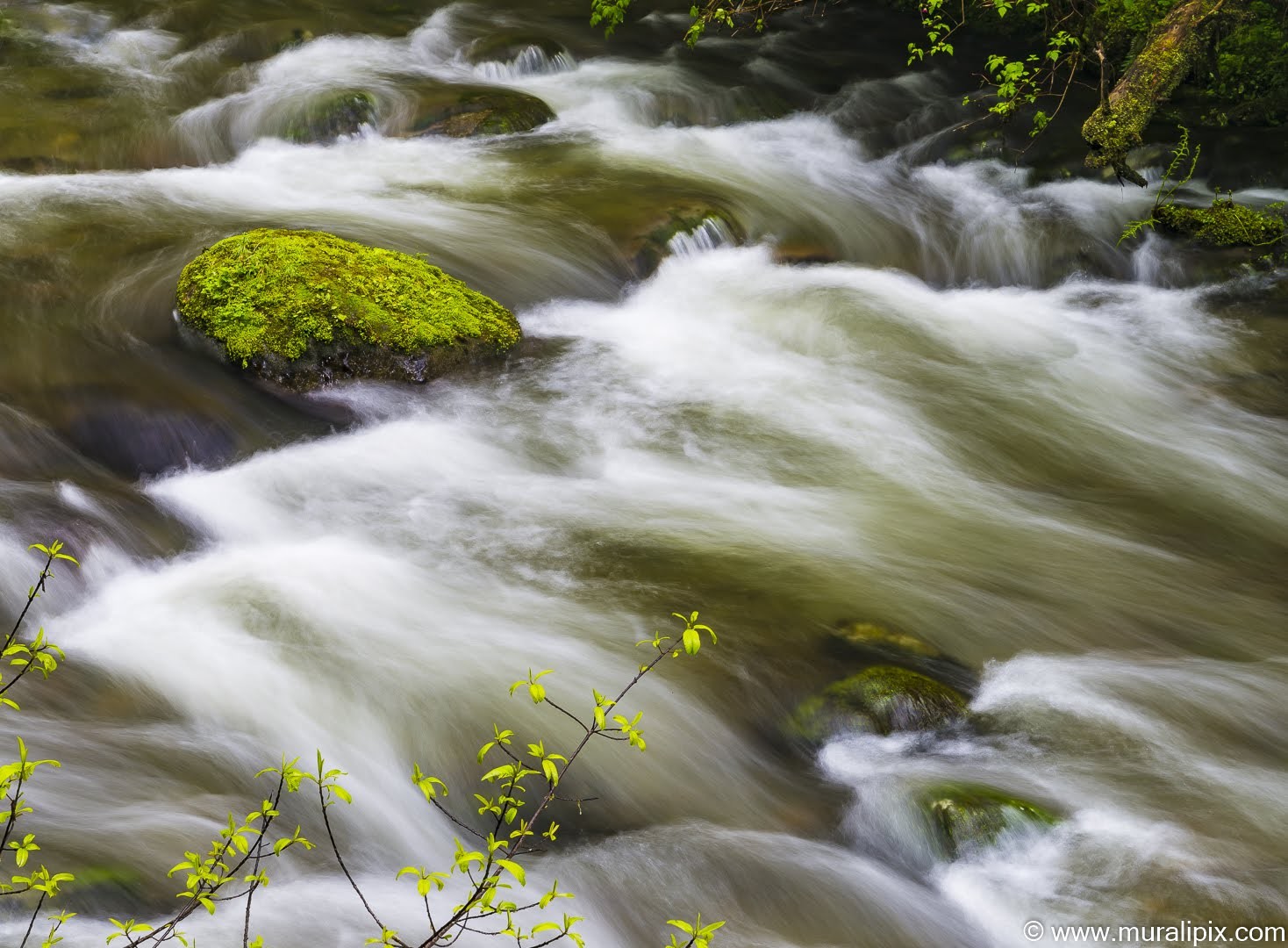 falls-creek-40-quinault-2