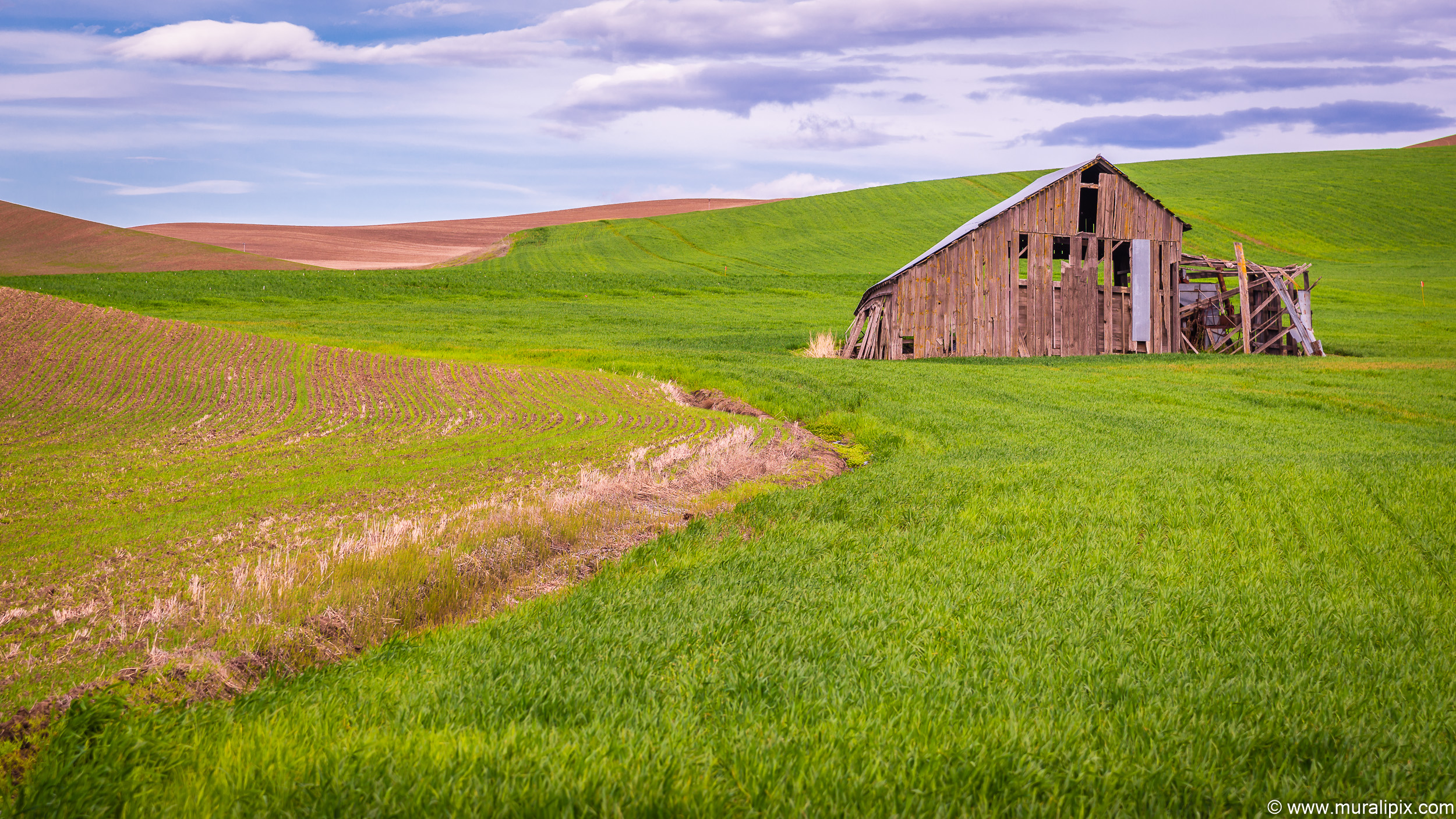 Albion - Abandoned Shed