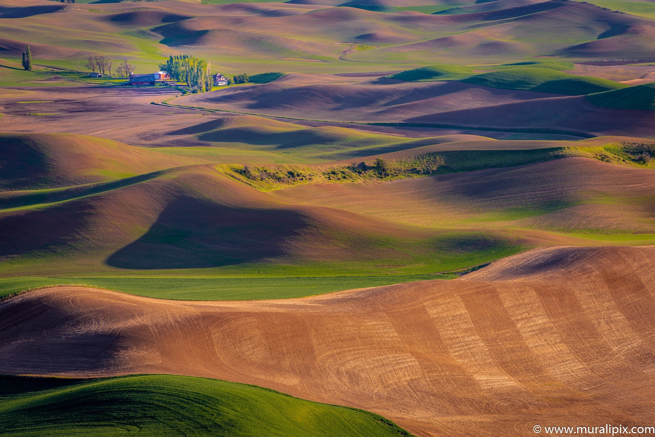 View from Steptoe Butte