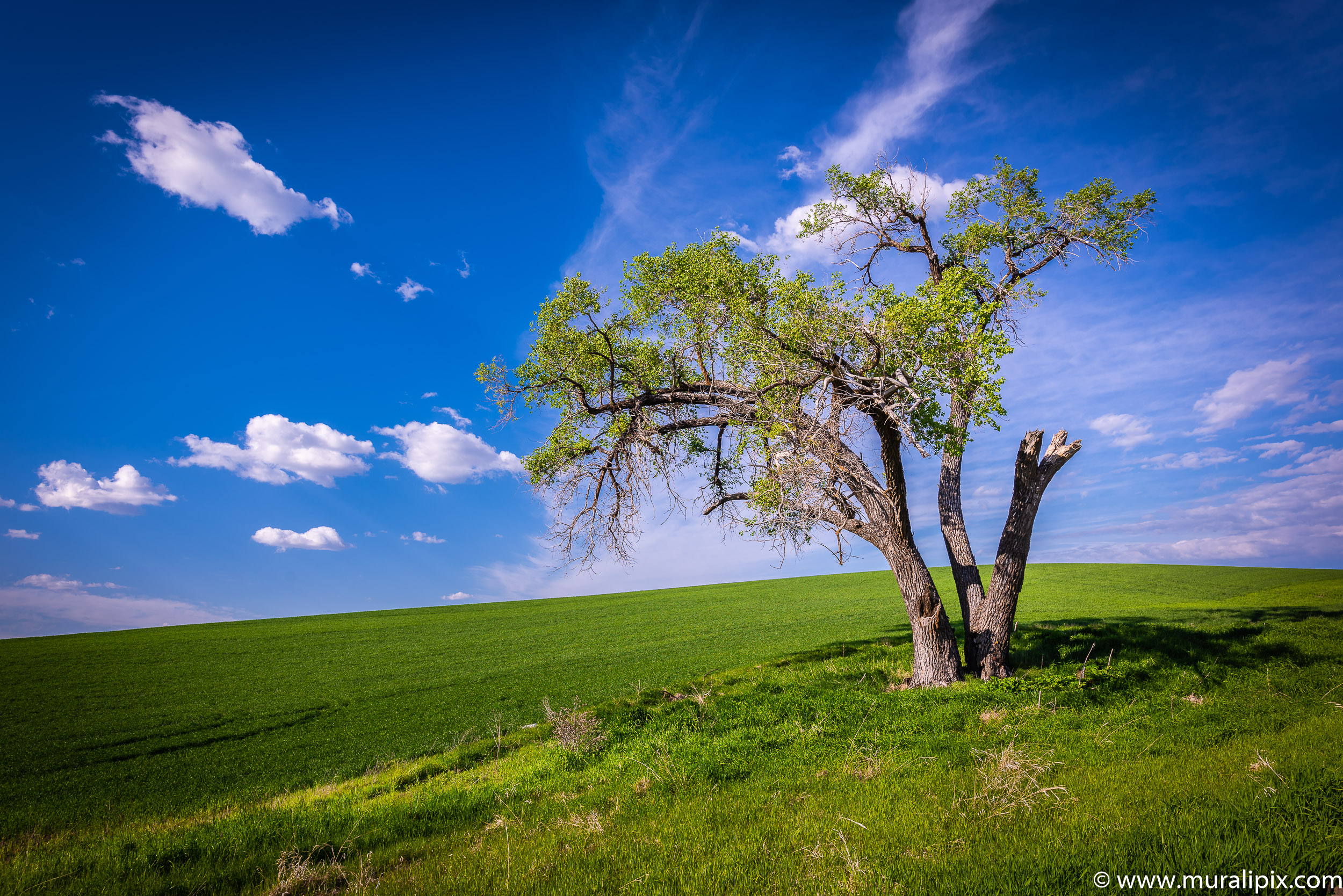 Palouse Lonely Tree 02