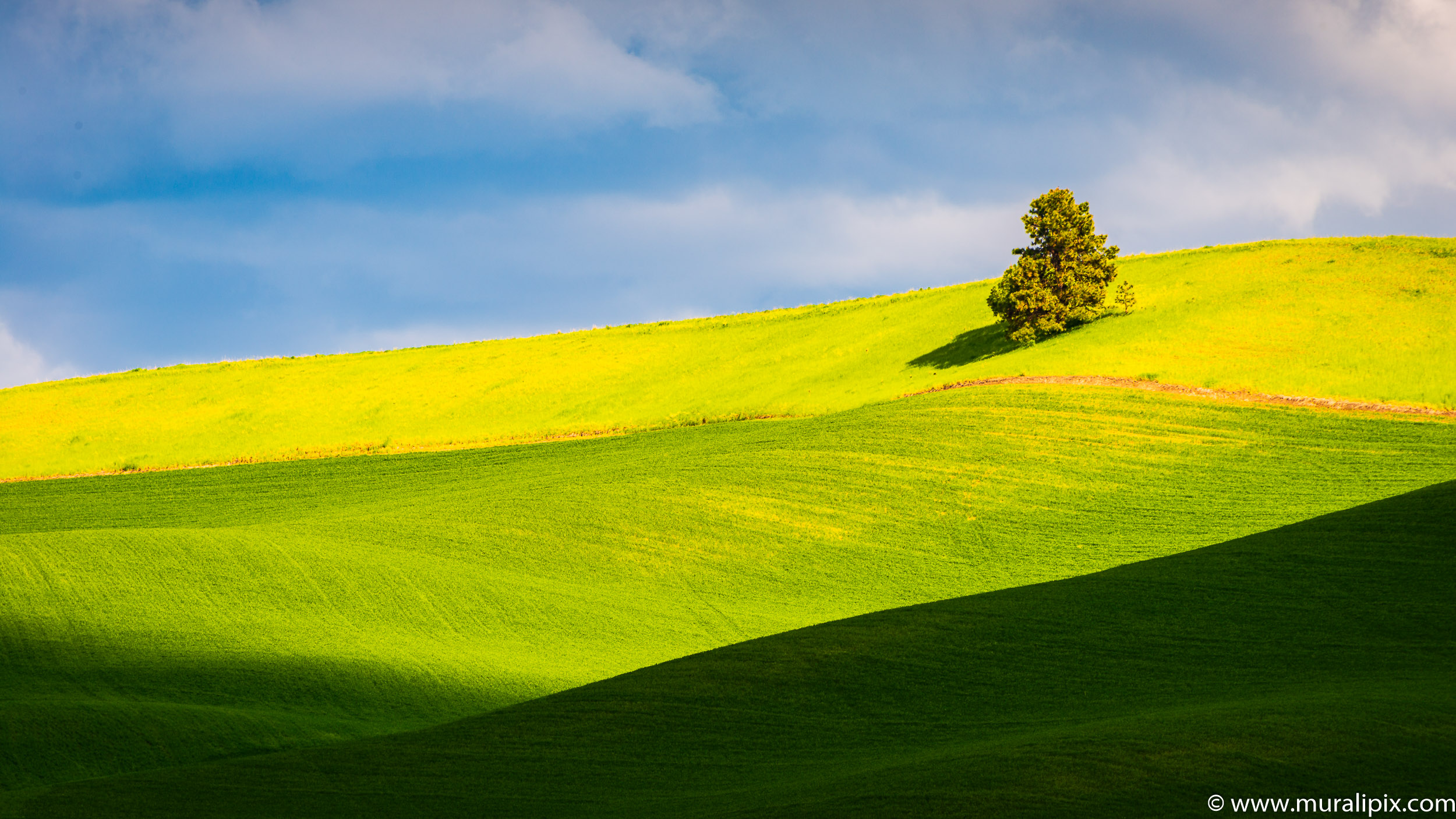 Palouse Lonely Tree 03