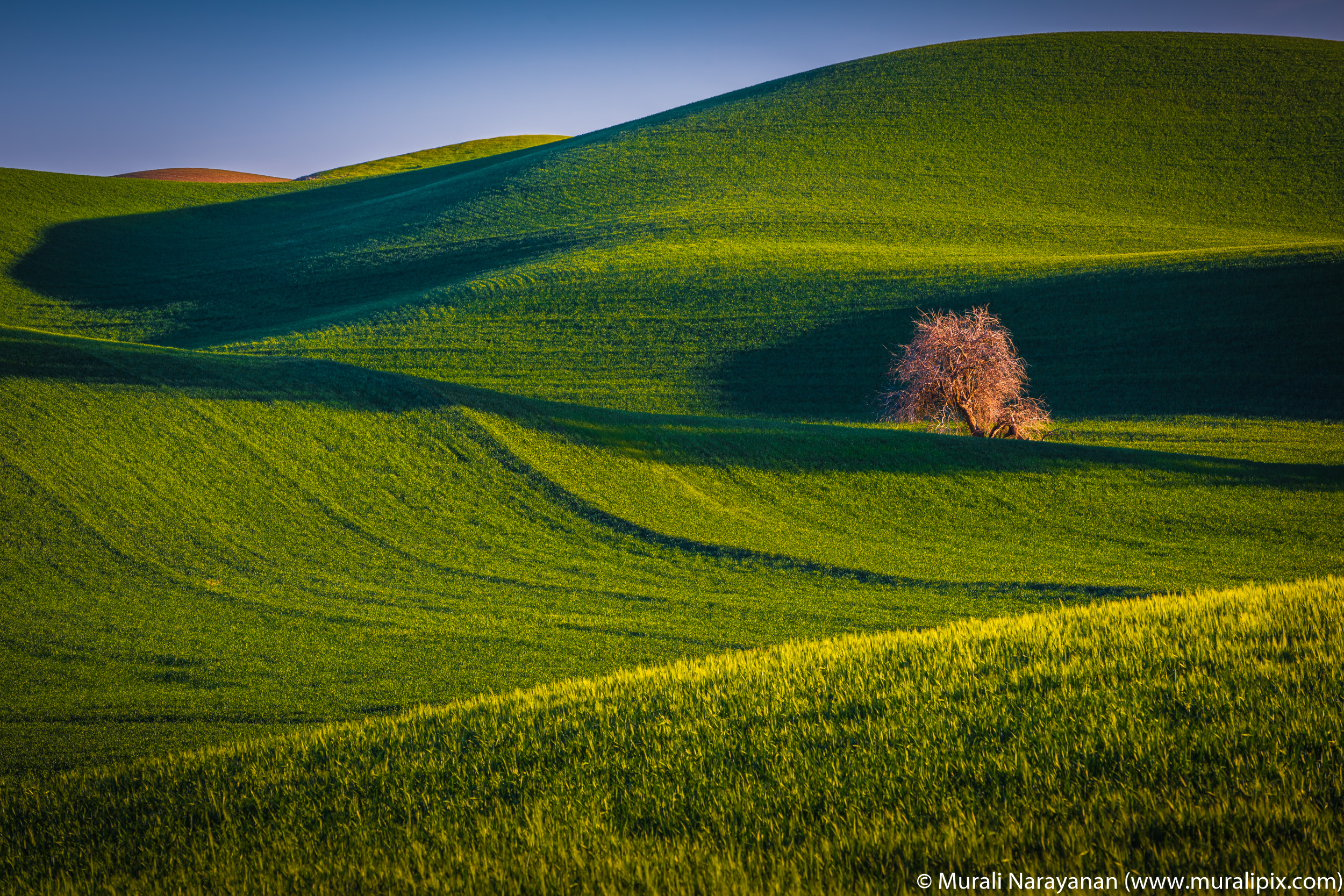 Palouse Lonely Tree 04.jpg