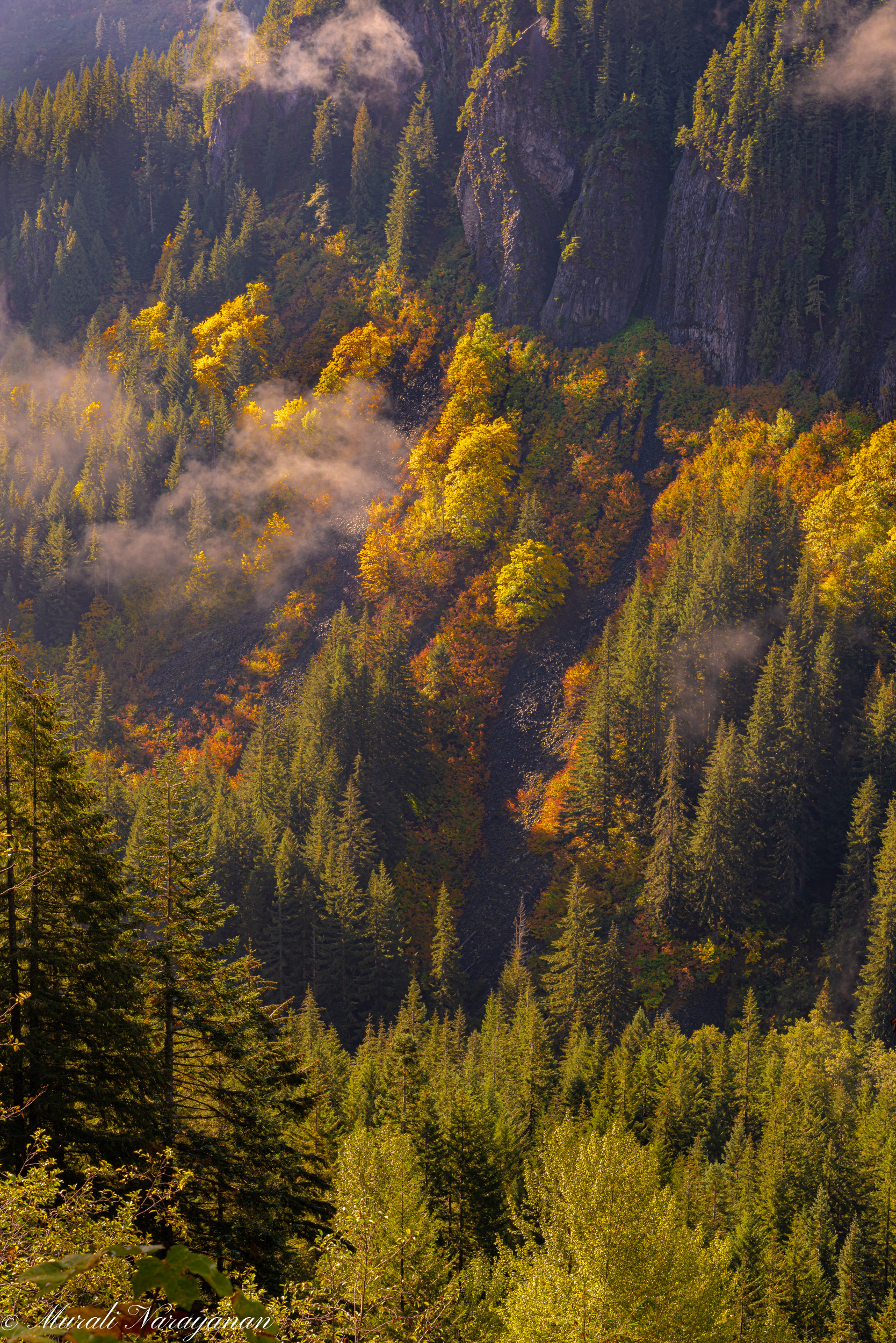 Fall colors in Mt. Rainier National Park – Murali Narayanan Photography
