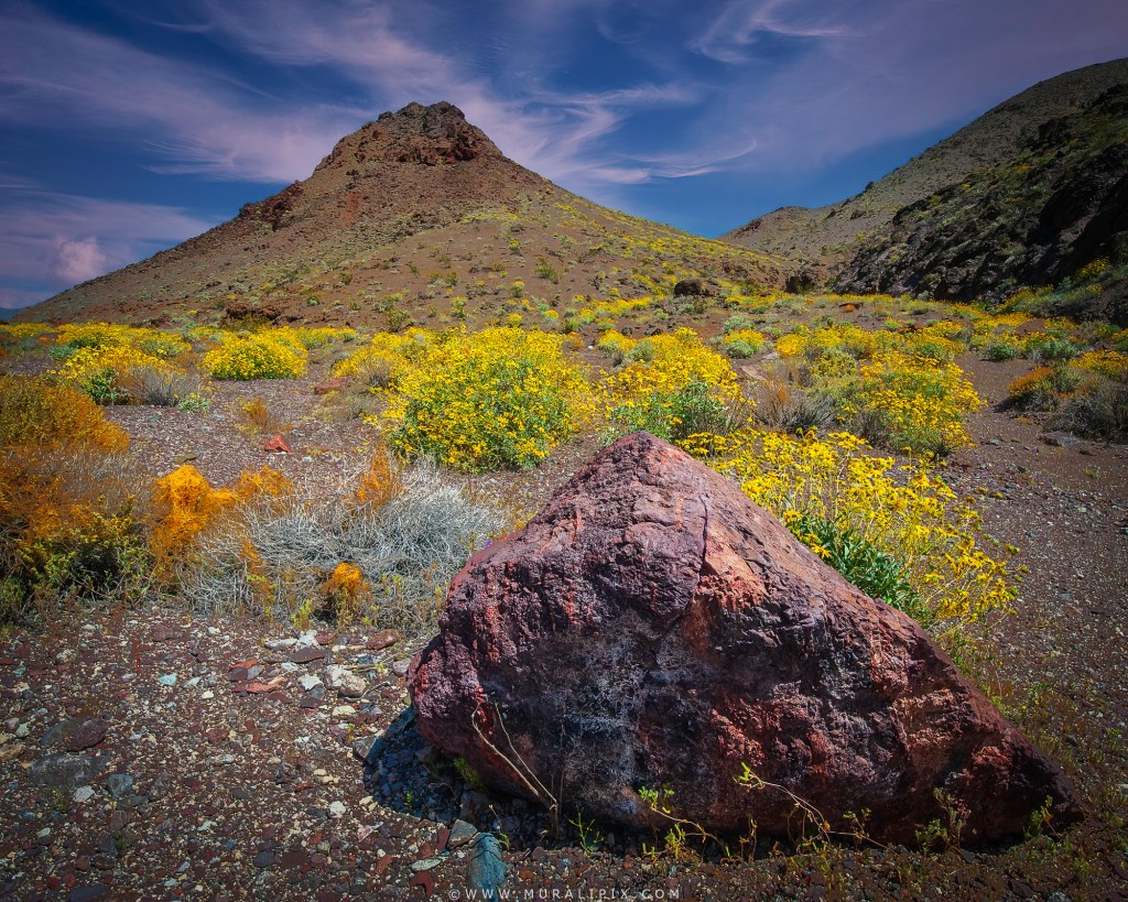 Desert Gold wildflowers along Badwater Road in Death Valley National Park.