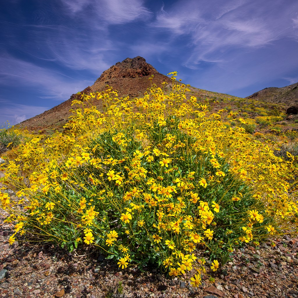 Desert Gold wildflowers in front of Black Mountains along Badwater Road in Death Valley National Park.