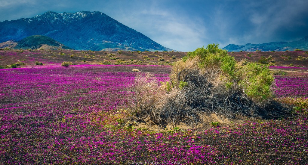 Purple Phacelia wildflowers in front of Black Mountains along Badwater Road in Death Valley National Park.