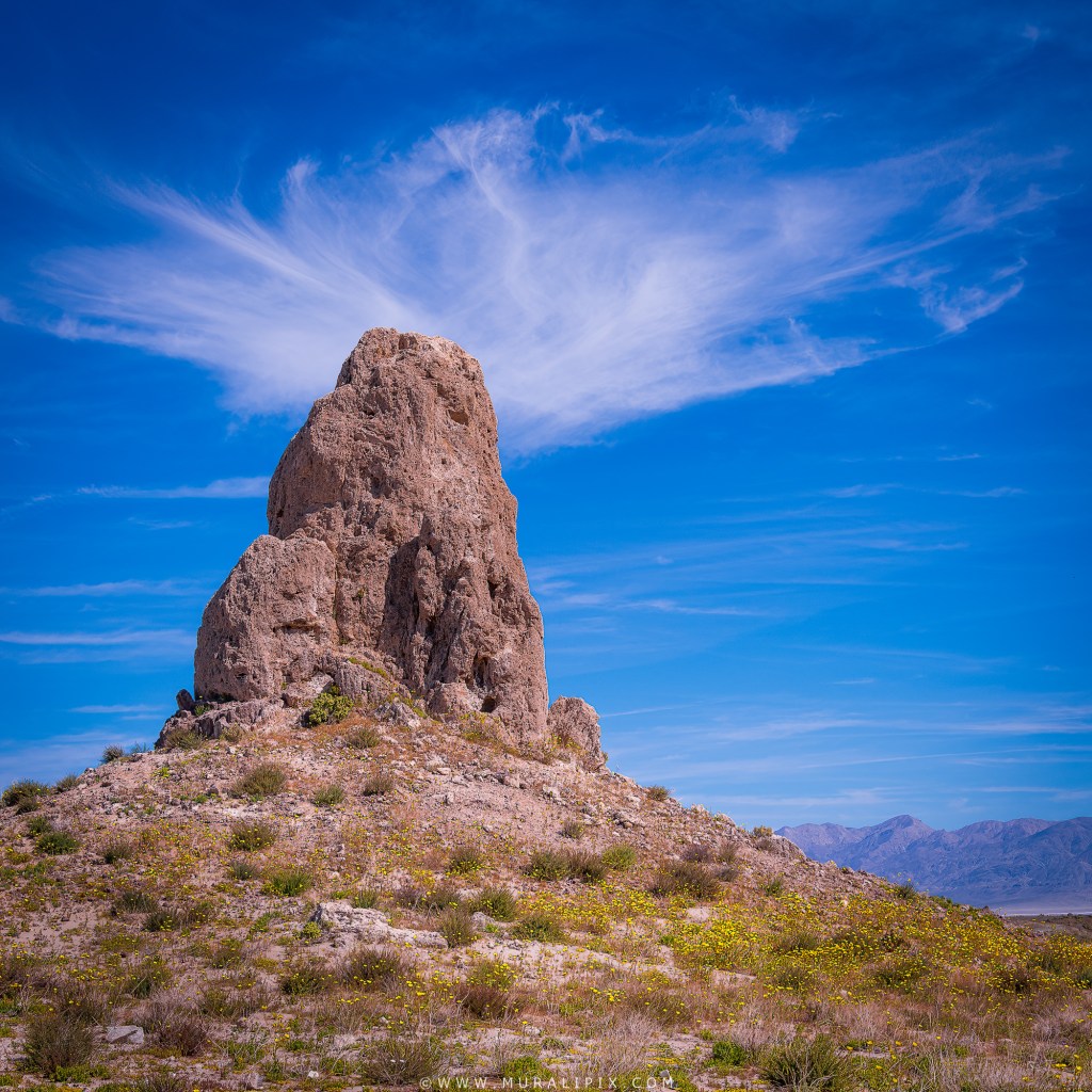 Trona Pinnacle surrounded by Desert Gold wildflowers