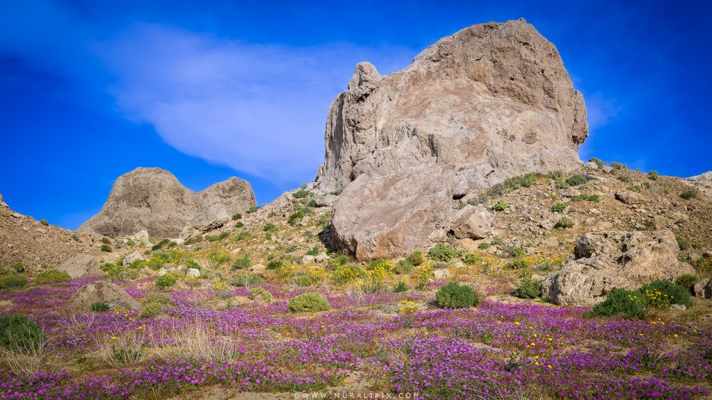 Trona Pinnacles surrounded by Sand Verbana and Desert Gold wildflowers during March bloom