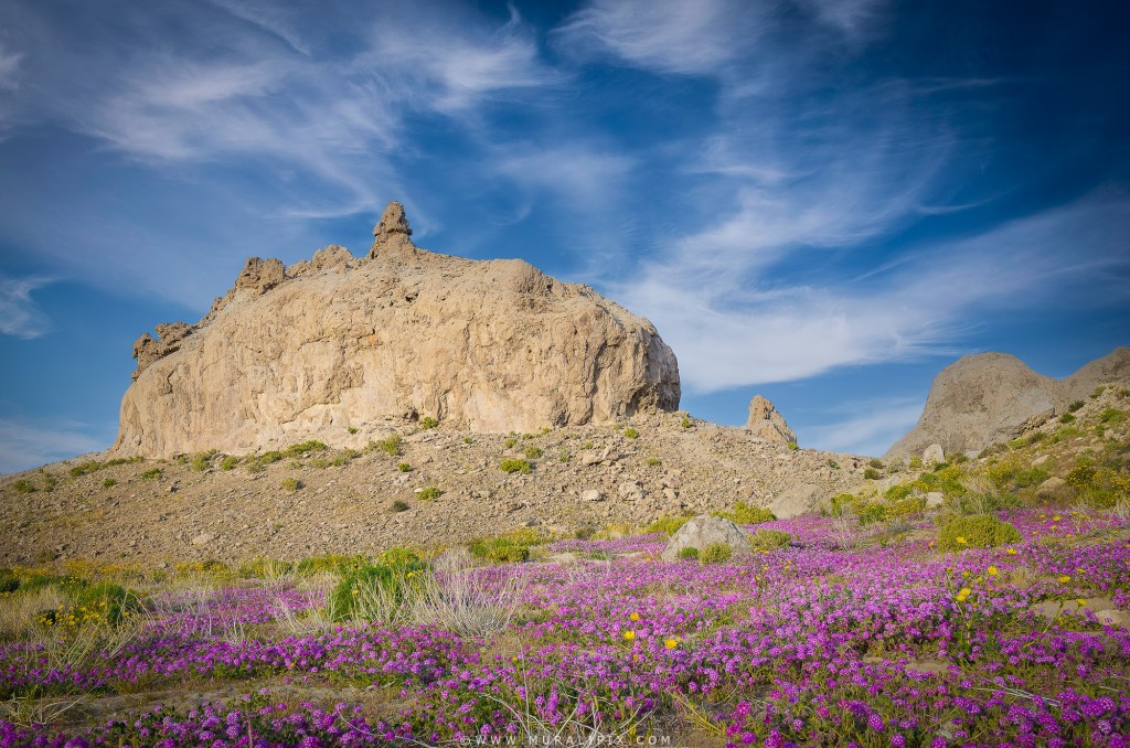 Trona Pinnacles surrounded by Sand Verbana wildflowers during March bloom