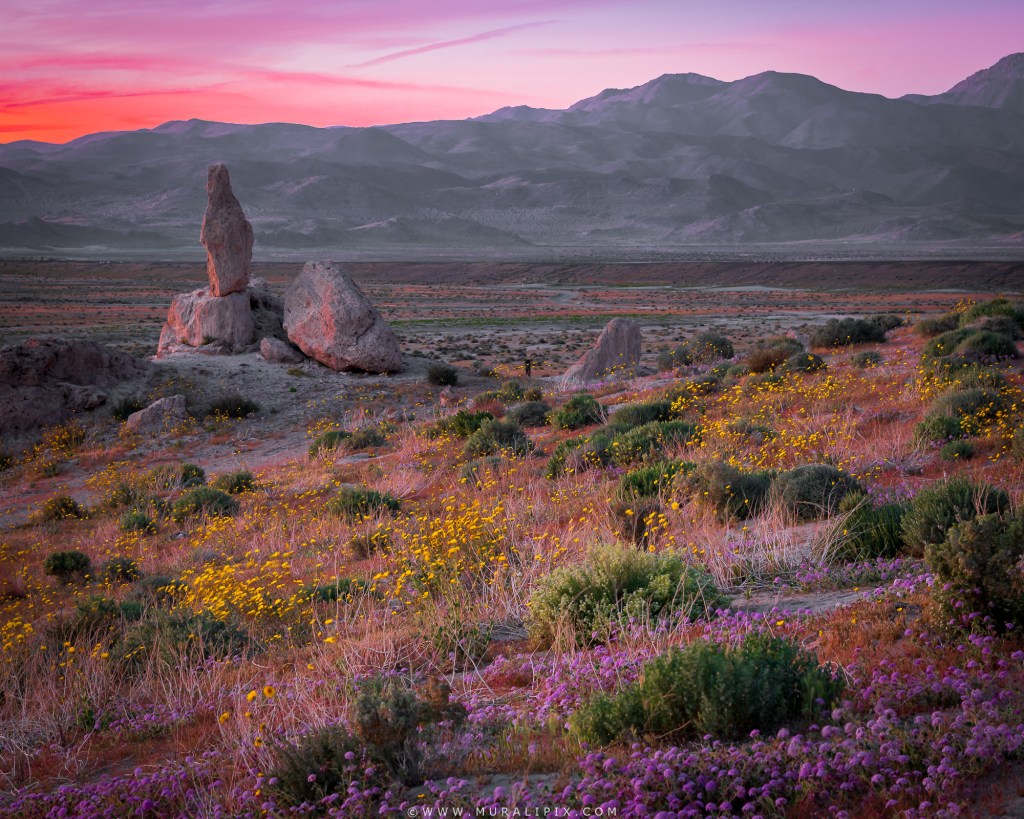 Trona Pinnacles and Wildflowers @ Dusk