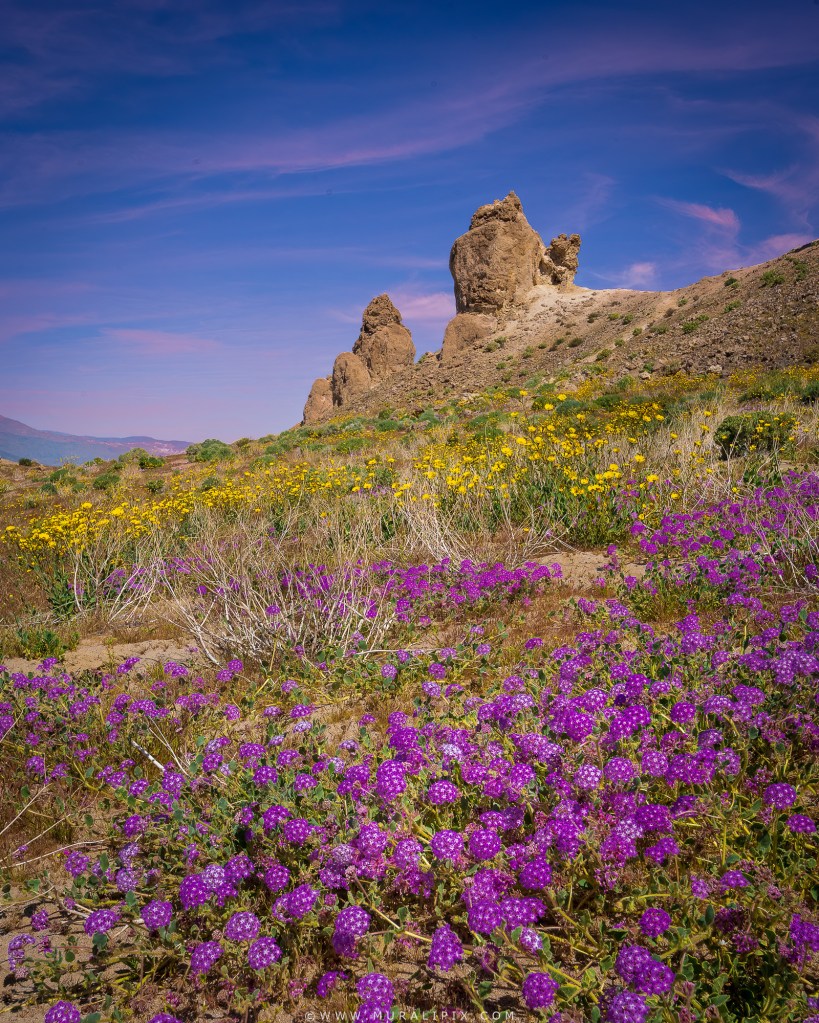 Trona Pinnacles surrounded by Sand Verbana and Desert Gold wildflowers during March bloom