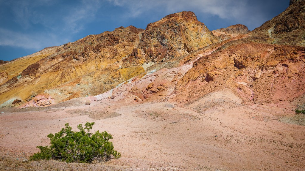 A Lone Creosote Bush along Artists Dr in Death Valley National Park