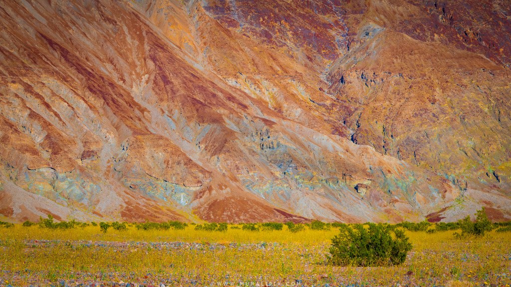 Creosote Bush & Desert Gold wildflowers in front of Black Mountains along Badwater Road in Death Valley National Park.