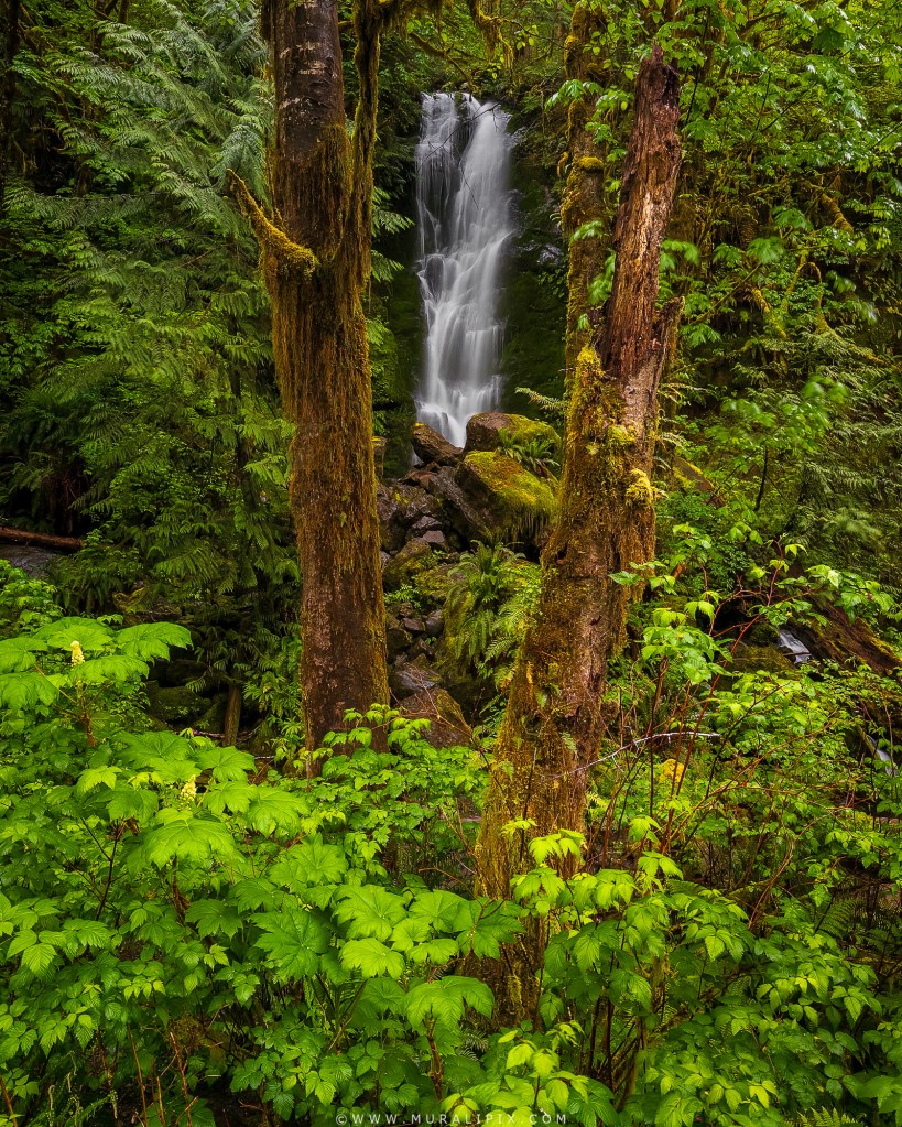 Merriman Falls Quinault Rainforest iPhone 15 Pro Reexpose Computational Photography
