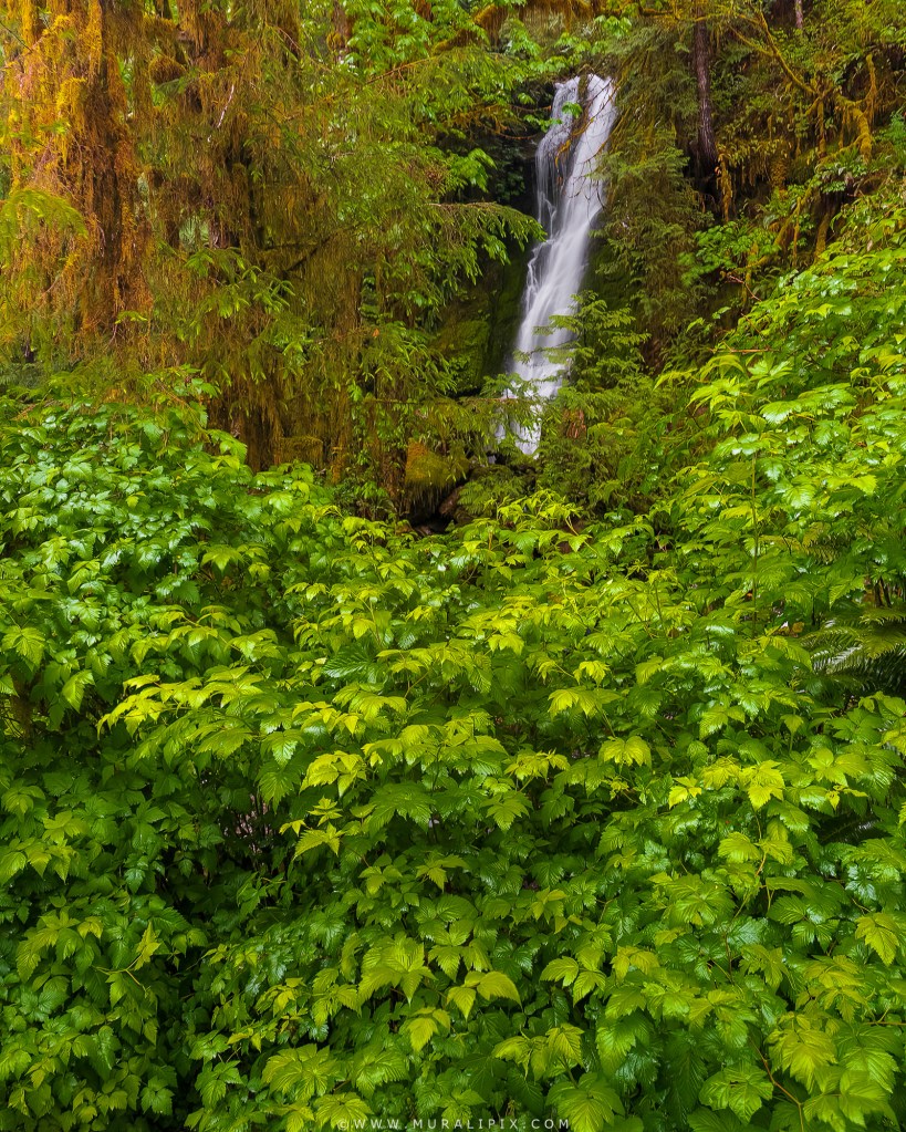 Merriman Falls Quinault Rainforest iPhone 15 Pro Reexpose Computational Photography