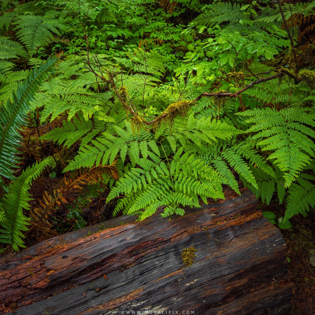 Western Sword Fern & Western Hemlock along Hall of Mosses trail at Hoh Rainforest in Olympic National Park