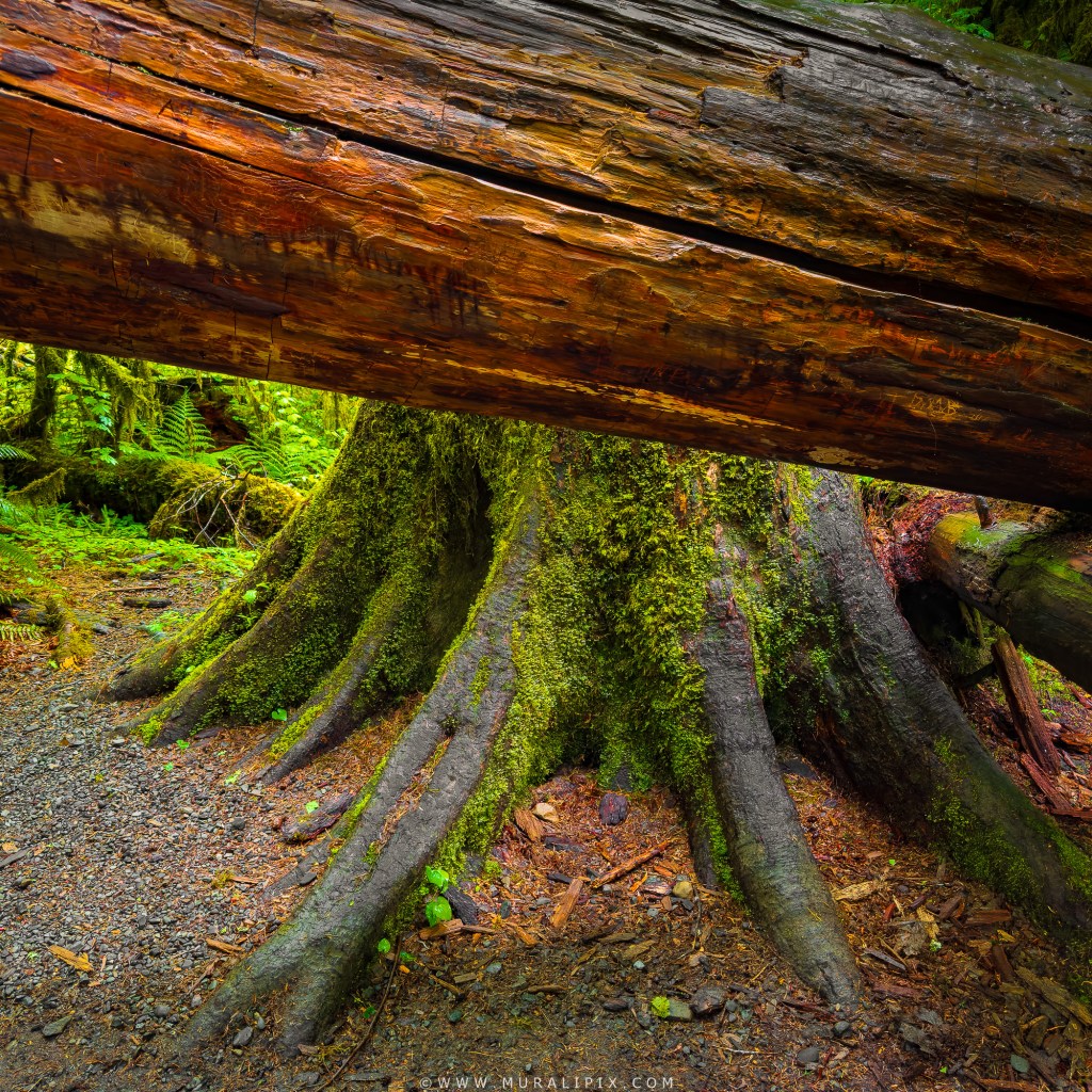 Western Sword Fern & Western Hemlock along Hall of Mosses trail at Hoh Rainforest in Olympic National Park