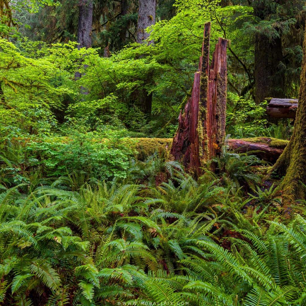 Western Sword Fern, Western Hemlock  & Sitka Spruce along Hall of Mosses trail at Hoh Rainforest in Olympic National Park
