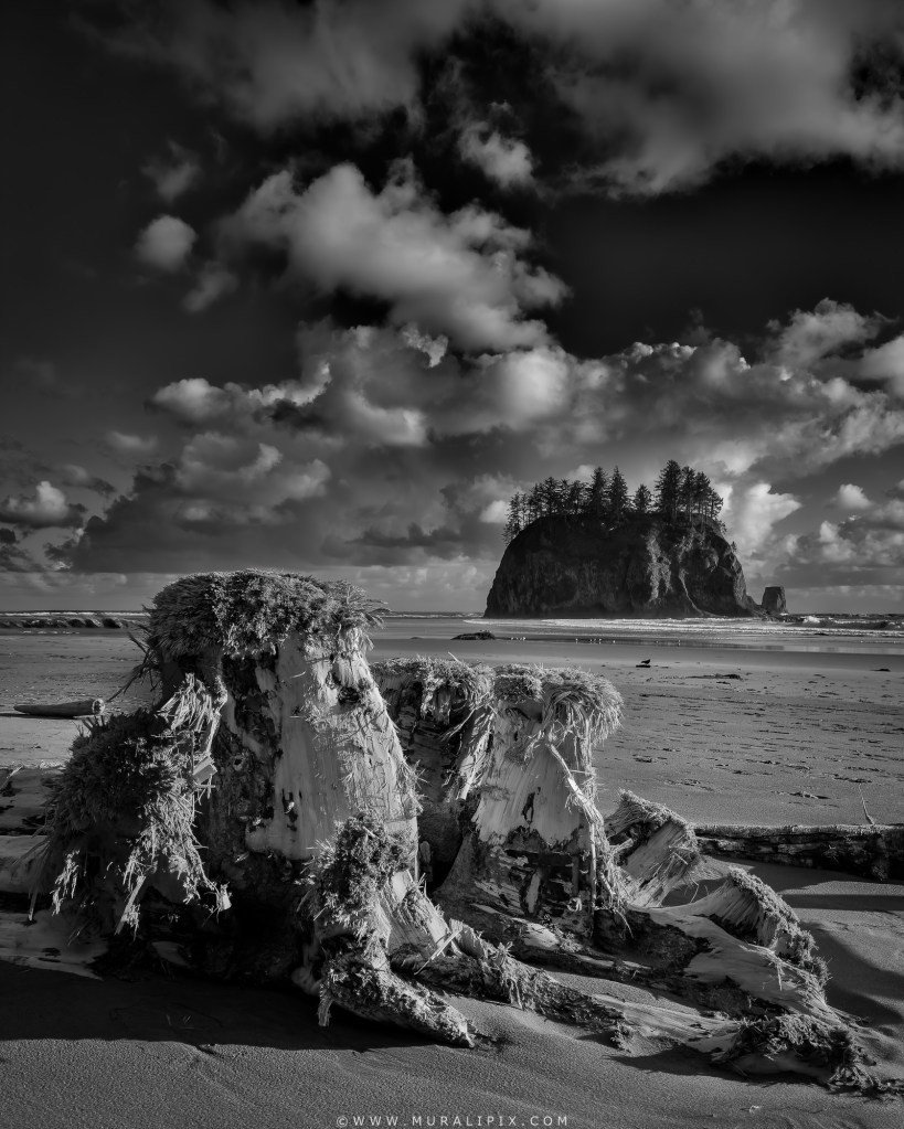 Quileute Needles Seastacks & Driftwood at Low Tide at La Push Second Beach in Olympic Peninsula