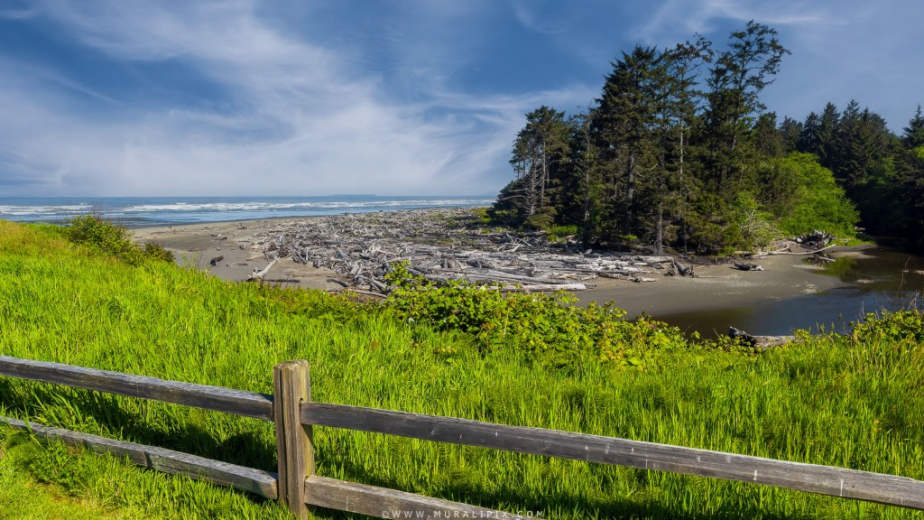 Beach below Kalaloch Lodge Driftwood Pacific Ocean Sitka Spruce Trees