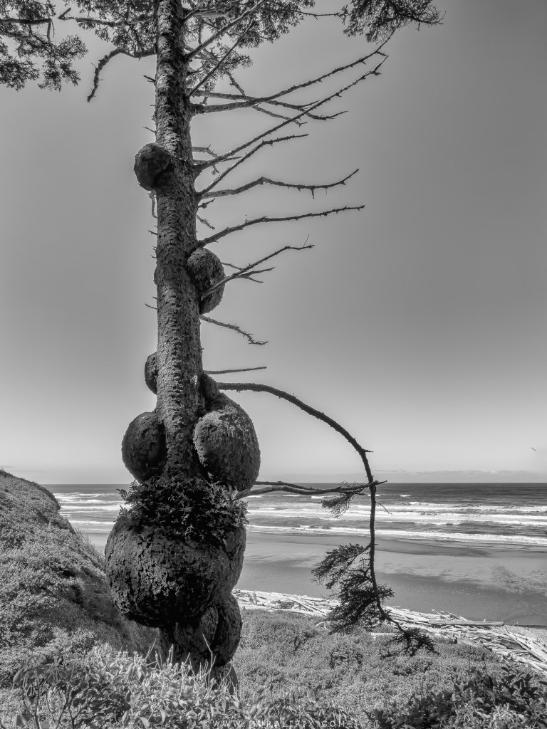 Sitka Spruce with Burl @ Kalaloch Beach in Black & White