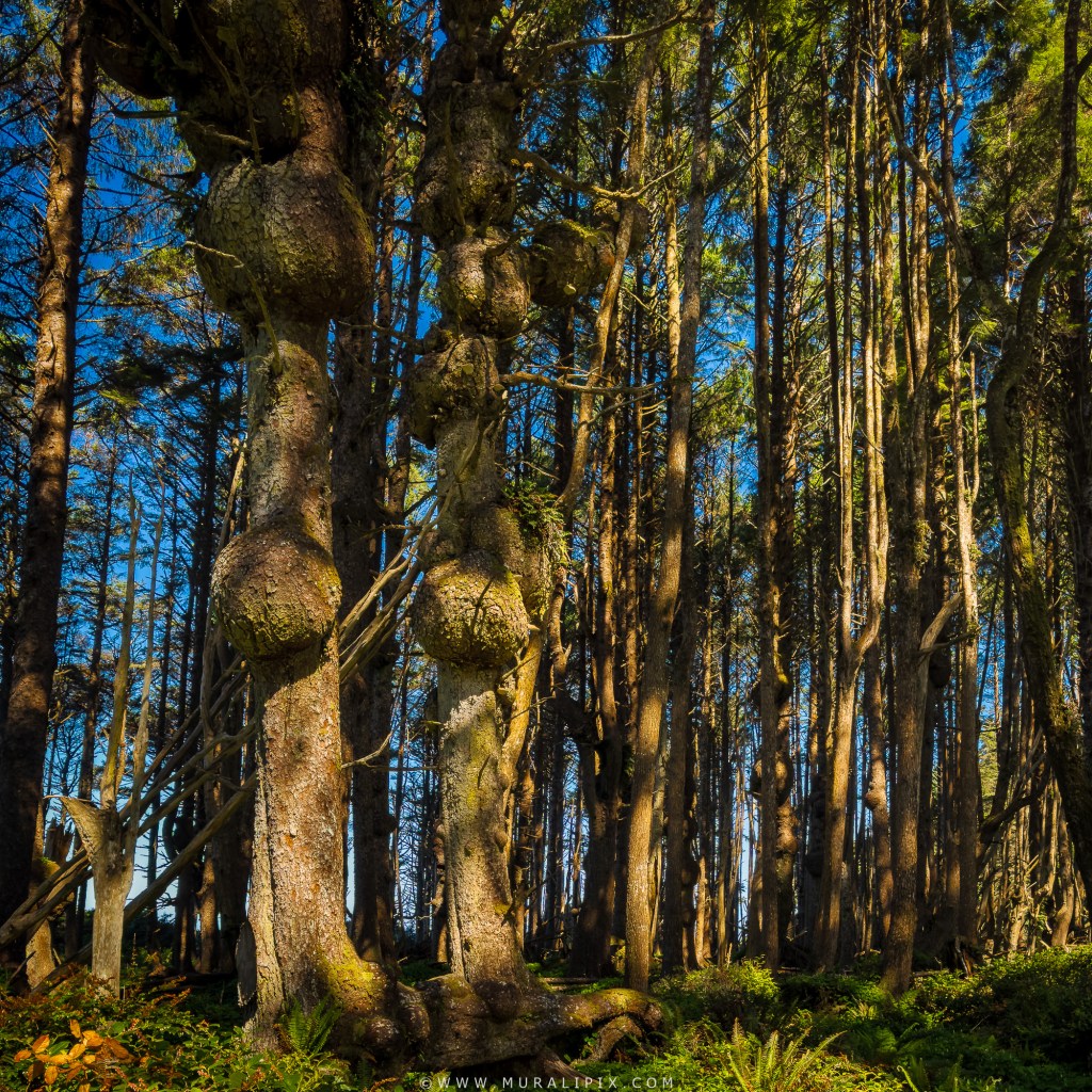 Sitka Spruce trees along Spruce Burl Trail @ Kalaloch Beach